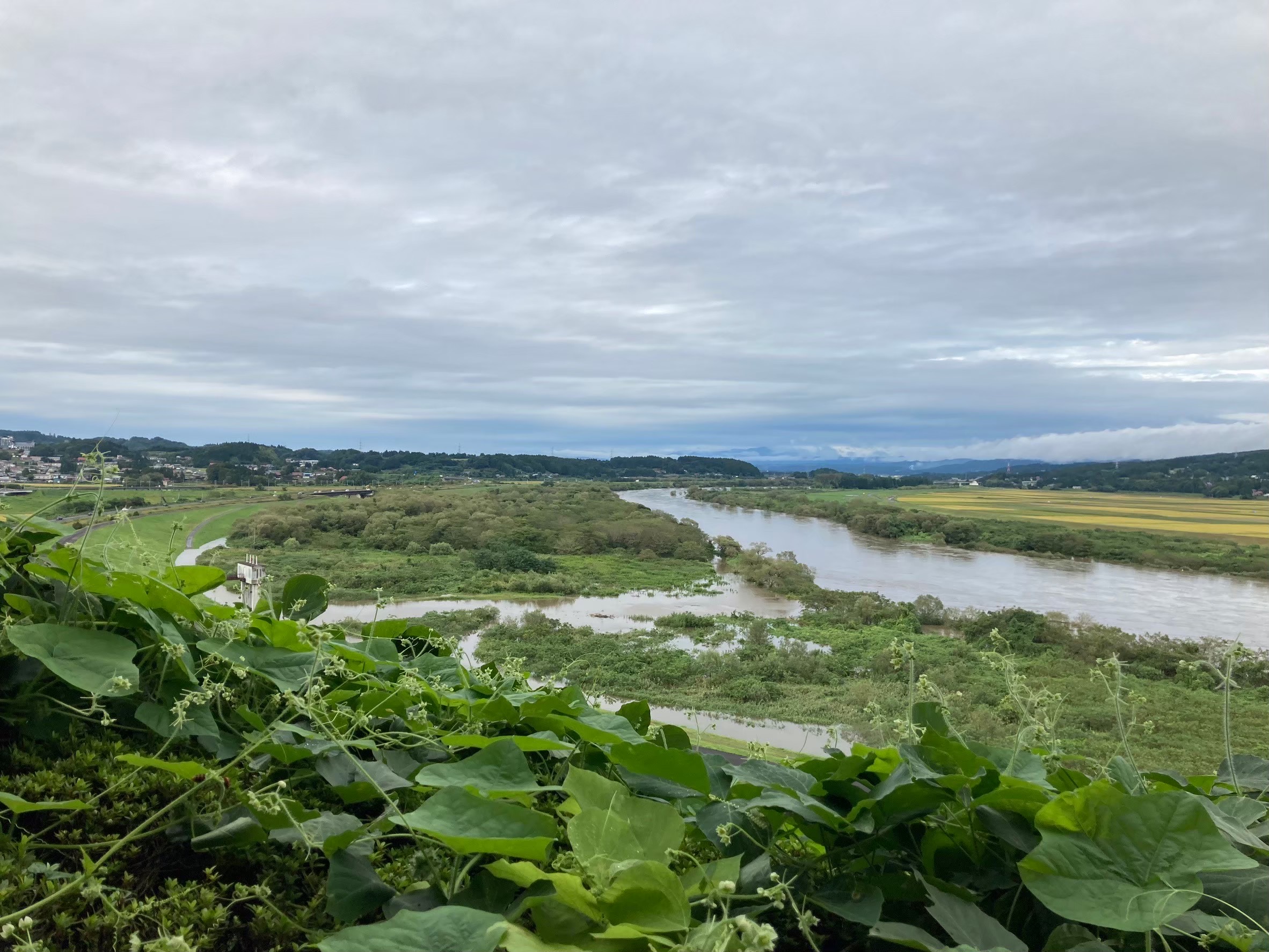 高館から見た風景。緑が広がっている。