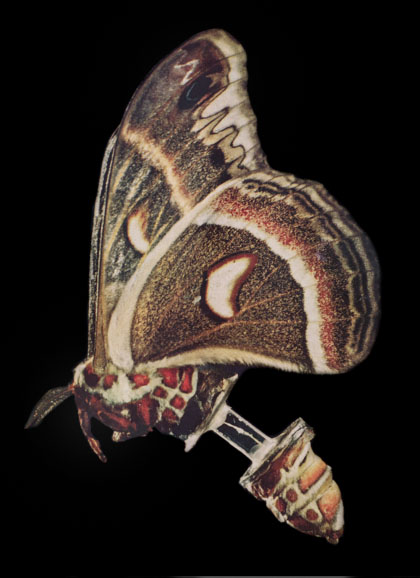 死の飛行。胴体を二つに切られて、ガラス管でつなげられた蛾が飛んでいる写真。着地と共に蛾は死ぬ
